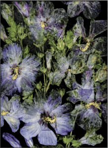 Katharina von Flotow - Hybride IV, 2024