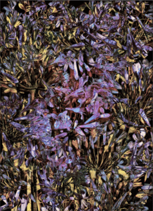 Katharina von Flotow - Blue Wall (hibiscus), 2022